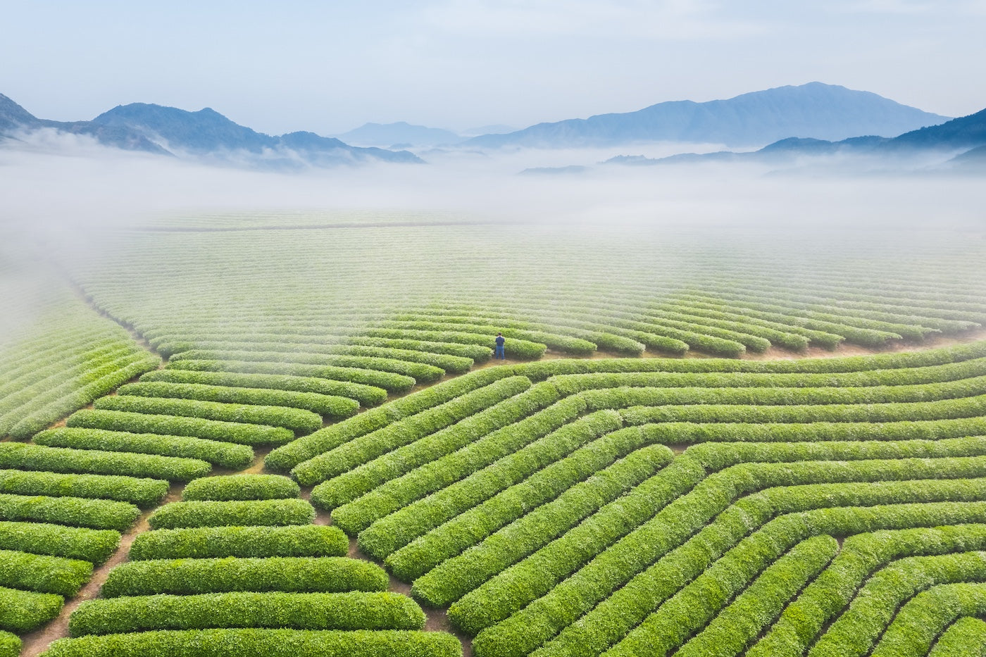 Traditionelle japanische Teefarm im Morgennebel – grüne Matcha-Teesträucher in sanften Reihen mit Blick auf die Berge
